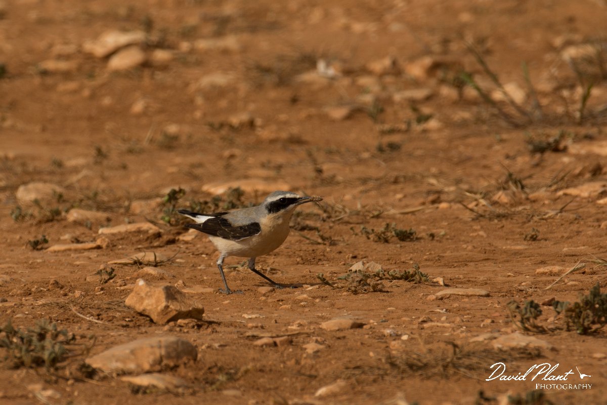 DPPhotography - Cyprus - Northern wheatear - B.jpg - Northern wheatear, male - Cape Greco