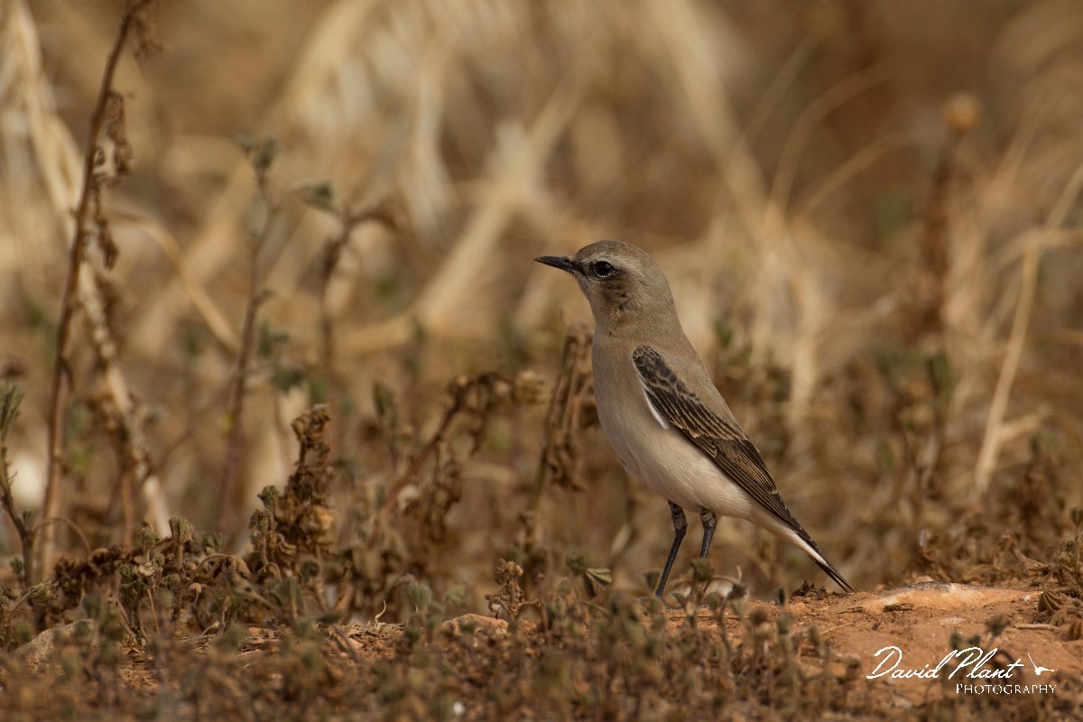 DPPhotography - Cyprus - Northern wheatear - C.jpg - Northern wheatear, female - Cape Greco