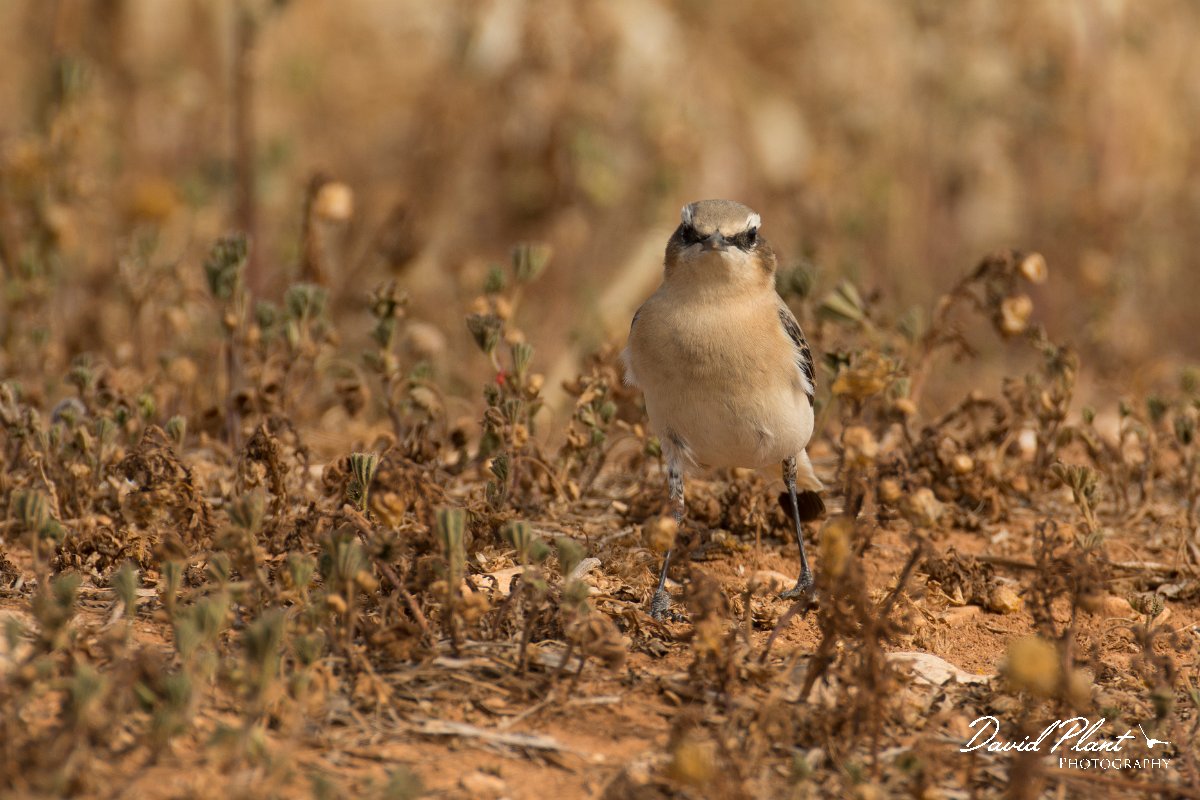 DPPhotography - Cyprus - Northern wheatear - D.jpg - Northern wheatear, female - Cape Greco