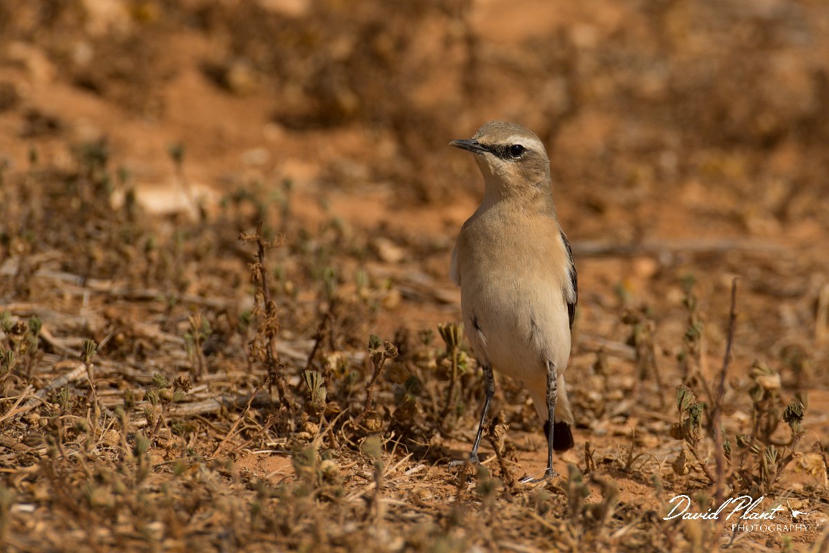 DPPhotography - Cyprus - Northern wheatear - E.jpg - Northern wheatear, female - Cape Greco