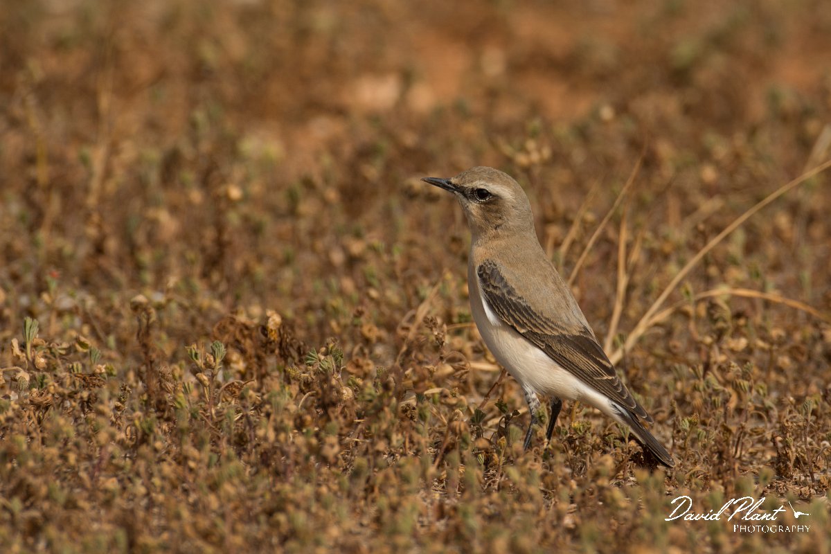 DPPhotography - Cyprus - Northern wheatear - F.jpg - Northern wheatear, female - Cape Greco