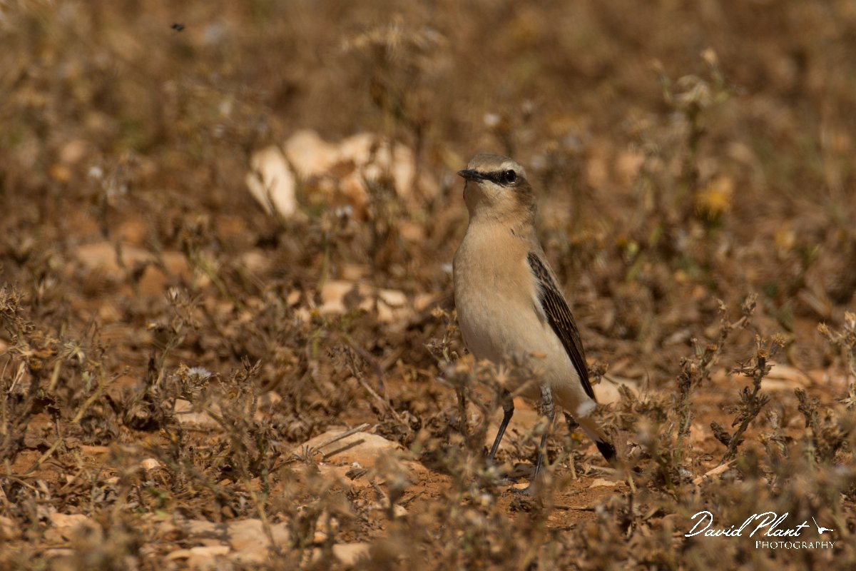 DPPhotography - Cyprus - Northern wheatear - G.jpg - Northern wheatear, female - Cape Greco