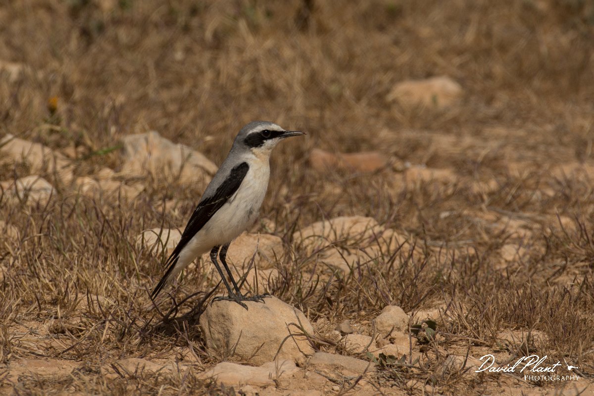 DPPhotography - Cyprus - Northern wheatear - H.jpg - Northern wheatear, male - Cape Greco