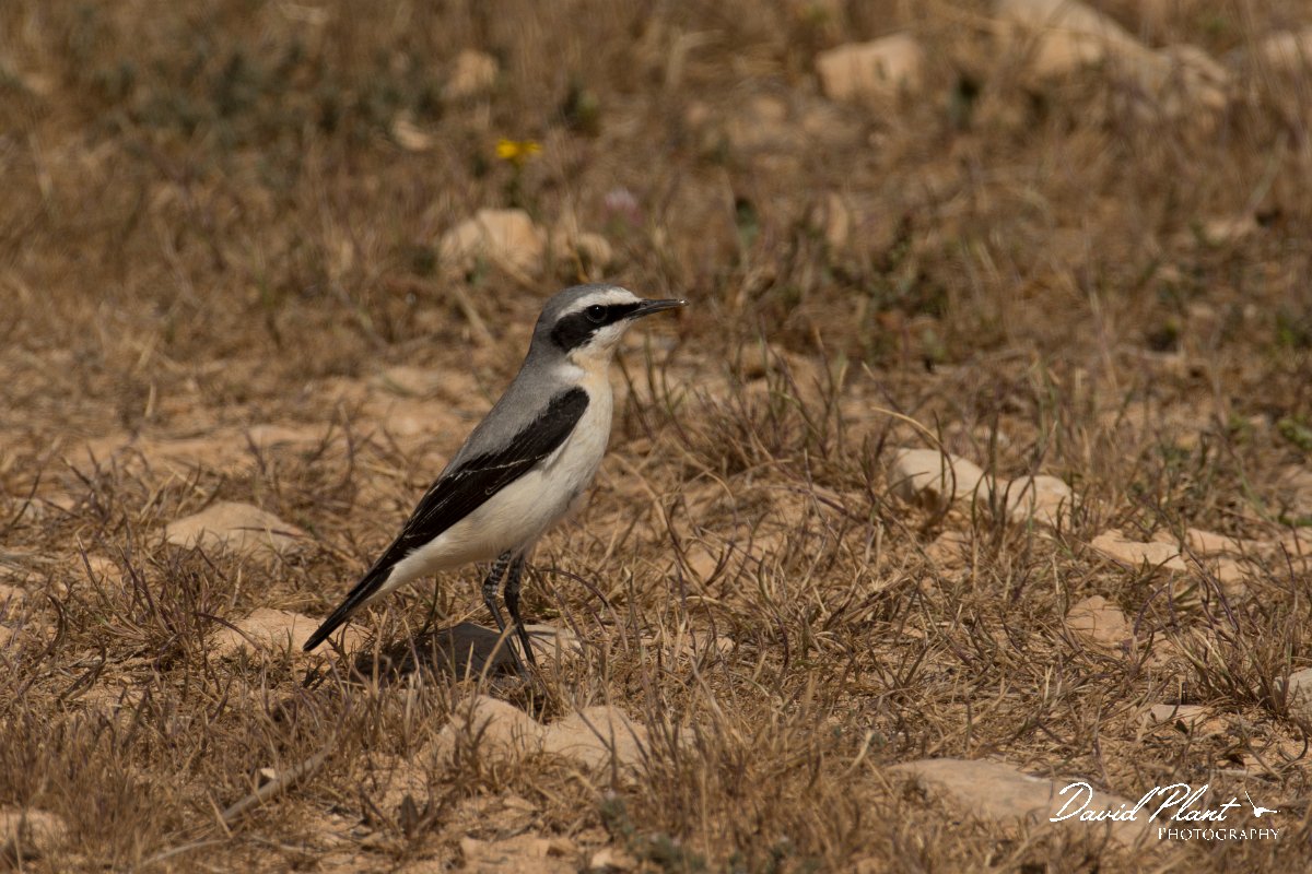 DPPhotography - Cyprus - Northern wheatear - I.jpg - Northern wheatear, male - Cape Greco