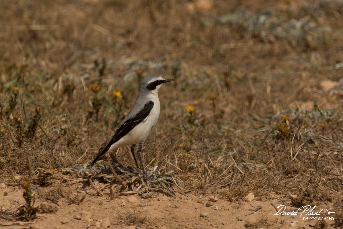 DPPhotography - Cyprus - Northern wheatear - K.jpg - Northern wheatear, male - Cape Greco