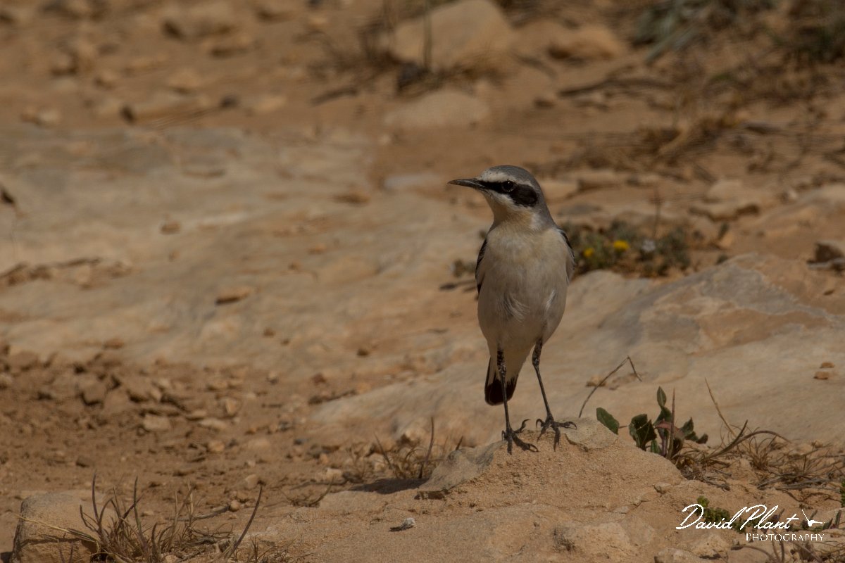 DPPhotography - Cyprus - Northern wheatear - L.jpg - Northern wheatear, male - Cape Greco