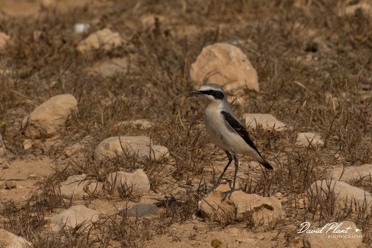 DPPhotography - Cyprus - Northern wheatear - N.jpg - Northern wheatear, male - Cape Greco