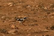 DPPhotography - Cyprus - Northern wheatear - B