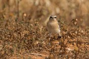 DPPhotography - Cyprus - Northern wheatear - D
