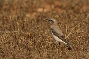 DPPhotography - Cyprus - Northern wheatear - F