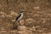DPPhotography - Cyprus - Northern wheatear - H