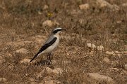 DPPhotography - Cyprus - Northern wheatear - I