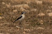 DPPhotography - Cyprus - Northern wheatear - J