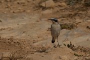 DPPhotography - Cyprus - Northern wheatear - L