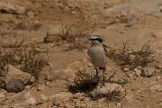DPPhotography - Cyprus - Northern wheatear - M