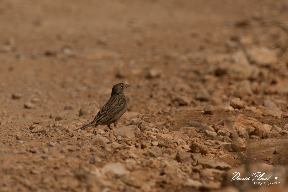 DPPhotography - Cyprus - Ortolan bunting - A.jpg - Ortolan bunting - Agia Napa Sewage works