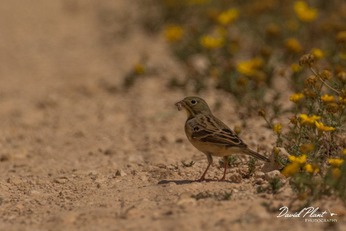 DPPhotography - Cyprus - Ortolan bunting - B.jpg - Ortolan bunting - Agia Napa Sewage works