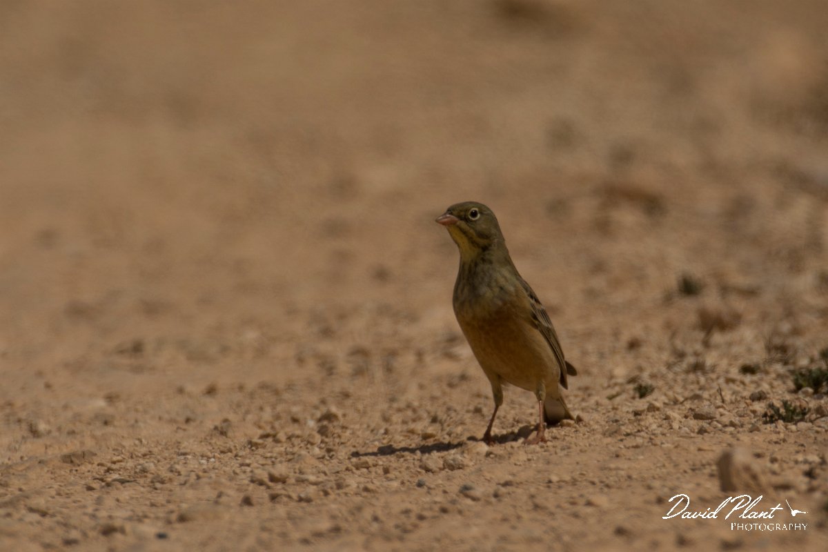 DPPhotography - Cyprus - Ortolan bunting - C.jpg - Ortolan bunting - Agia Napa Sewage works