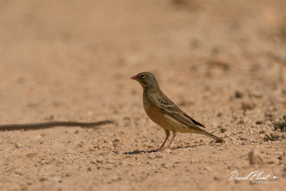 DPPhotography - Cyprus - Ortolan bunting - D.jpg - Ortolan bunting with snake - Agia Napa Sewage works