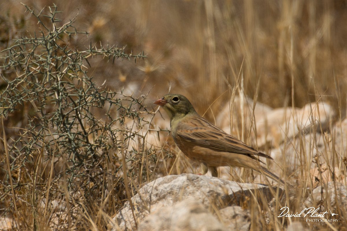 DPPhotography - Cyprus - Ortolan bunting - E.jpg - Ortolan bunting - Agia Napa Sewage works
