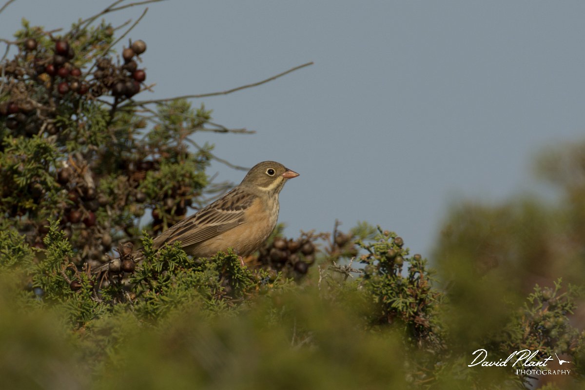 DPPhotography - Cyprus - Ortolan bunting - G.jpg - Ortolan bunting - Cape Greco