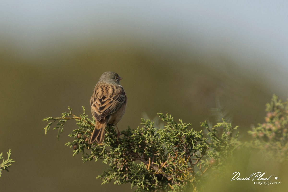 DPPhotography - Cyprus - Ortolan bunting - H.jpg - Ortolan bunting with thorn in the eye - Cape Greco