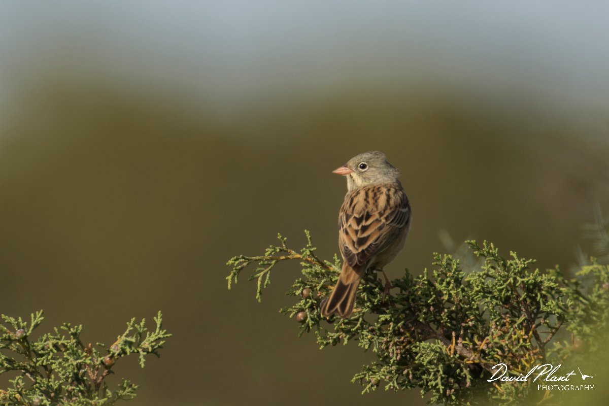 DPPhotography - Cyprus - Ortolan bunting - I.jpg - Ortolan bunting - Cape Greco