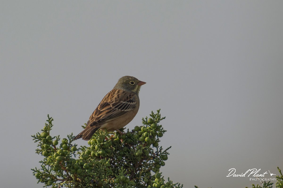 DPPhotography - Cyprus - Ortolan bunting - J.jpg - Ortolan bunting - Cape Greco