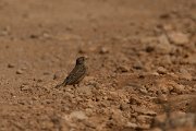 DPPhotography - Cyprus - Ortolan bunting - A