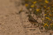 DPPhotography - Cyprus - Ortolan bunting - B
