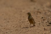 DPPhotography - Cyprus - Ortolan bunting - C