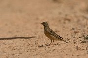 DPPhotography - Cyprus - Ortolan bunting - D