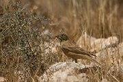 DPPhotography - Cyprus - Ortolan bunting - E