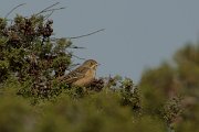 DPPhotography - Cyprus - Ortolan bunting - F
