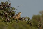 DPPhotography - Cyprus - Ortolan bunting - G