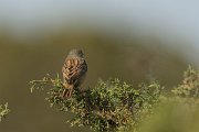 DPPhotography - Cyprus - Ortolan bunting - H
