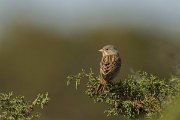 DPPhotography - Cyprus - Ortolan bunting - I