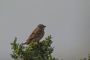 DPPhotography - Cyprus - Ortolan bunting - J