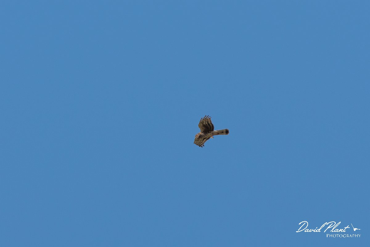 DPPhotography - Cyprus 2 - Pallid harrier - A.jpg - Pallid harrier - Kidasi, Cyprus