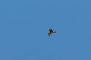 DPPhotography - Cyprus 2 - Pallid harrier - A