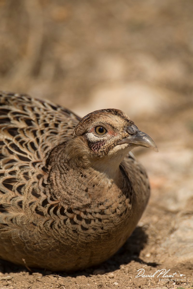DPPhotography - Cyprus - Phesant - B.jpg - Phesant, female - Paphos Headland