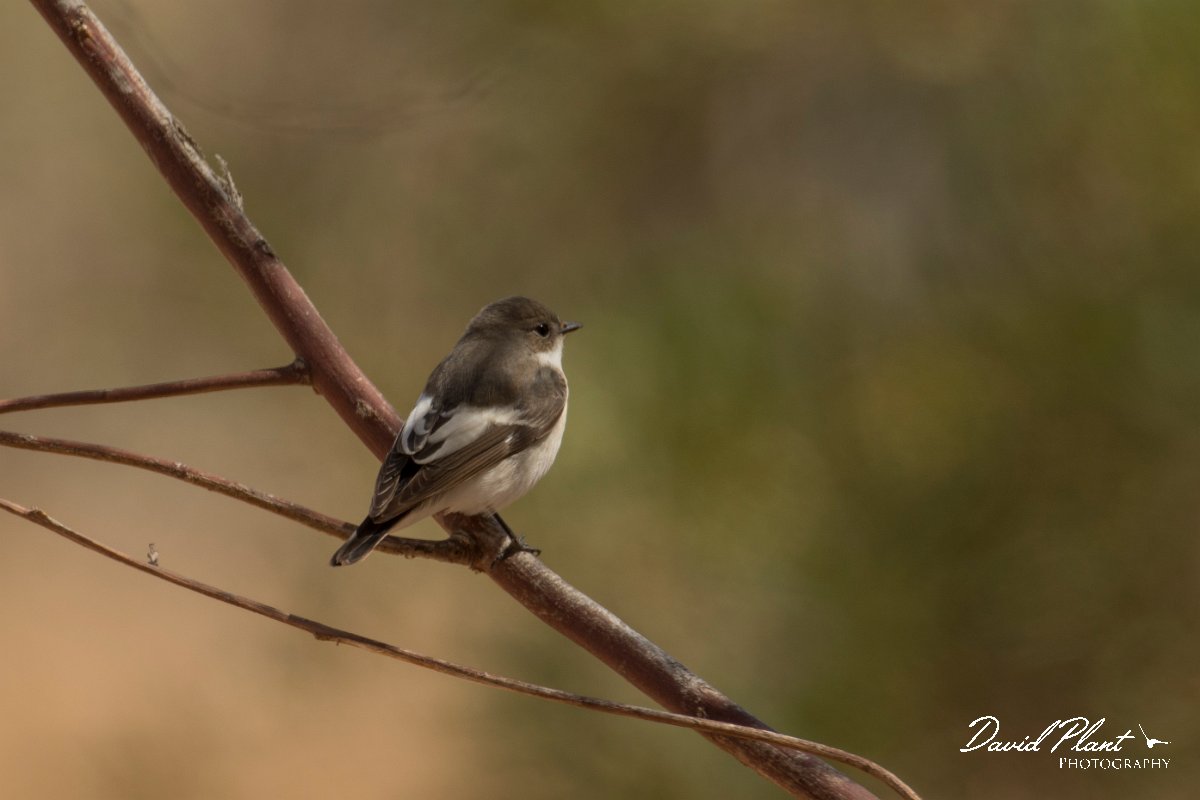 DPPhotography - Cyprus - Pied flycatcher - A.jpg - Pied flycatcher - Agia Napa Sewage works