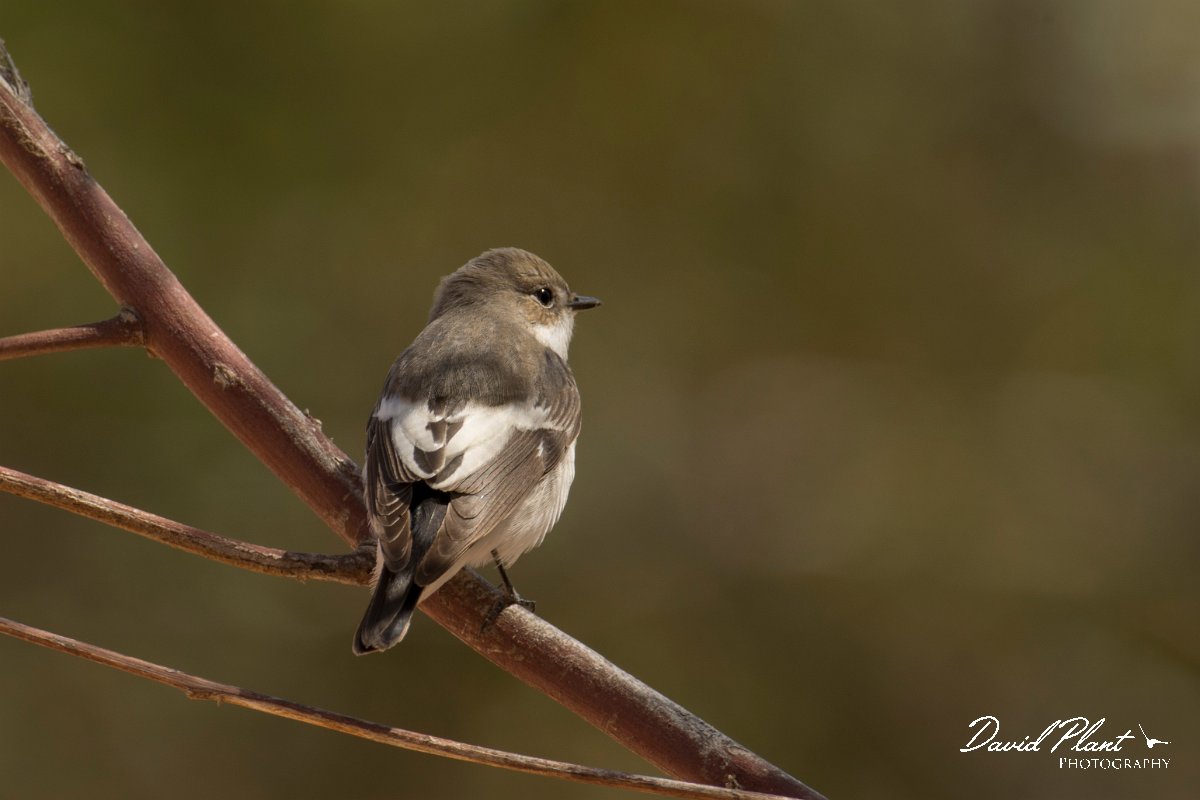 DPPhotography - Cyprus - Pied flycatcher - B.jpg - Pied flycatcher - Agia Napa Sewage works