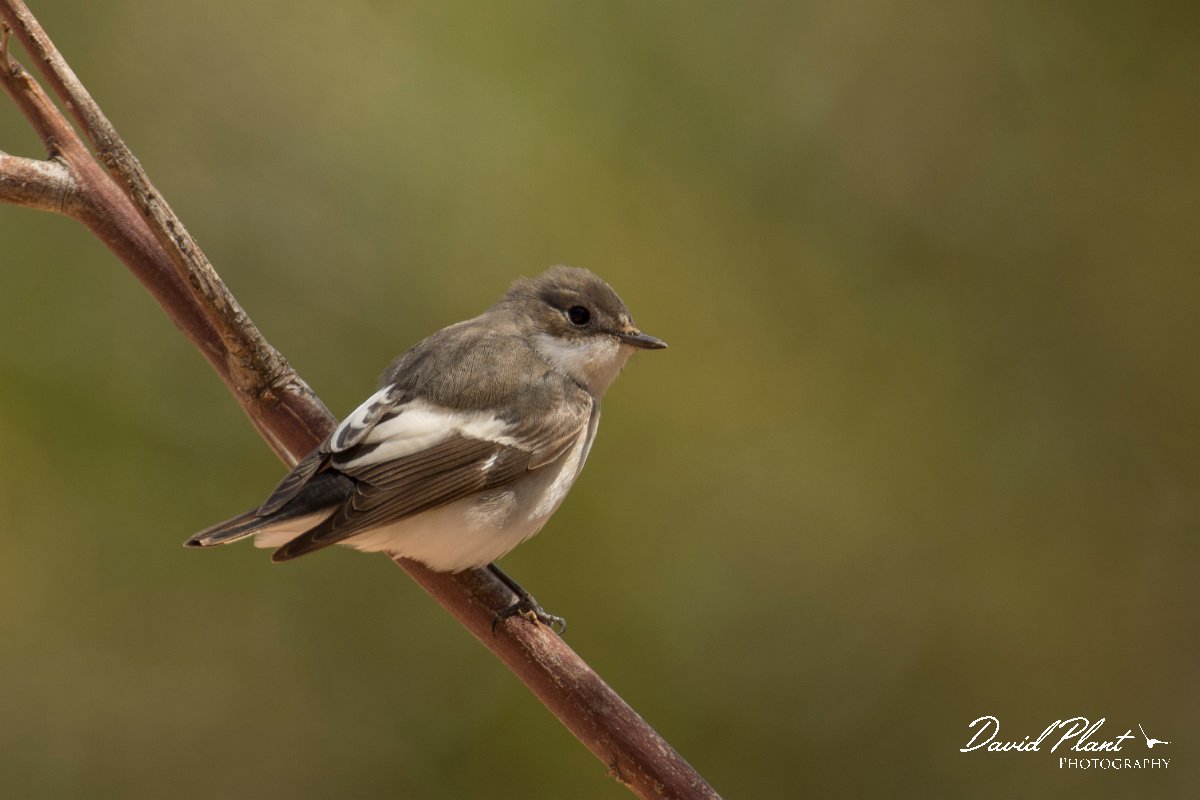 DPPhotography - Cyprus - Pied flycatcher - C.jpg - Pied flycatcher - Agia Napa Sewage works