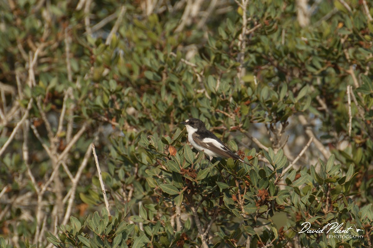 DPPhotography - Cyprus - Pied flycatcher - D.jpg - Pied flycatcher - Cape Greco