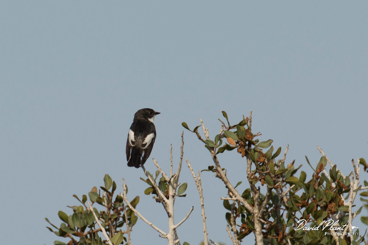 DPPhotography - Cyprus - Pied flycatcher - E.jpg - Pied flycatcher - Cape Greco