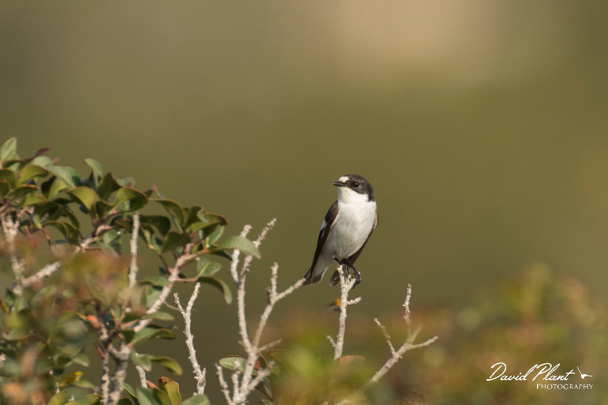 DPPhotography - Cyprus - Pied flycatcher - F.jpg - Pied flycatcher - Cape Greco