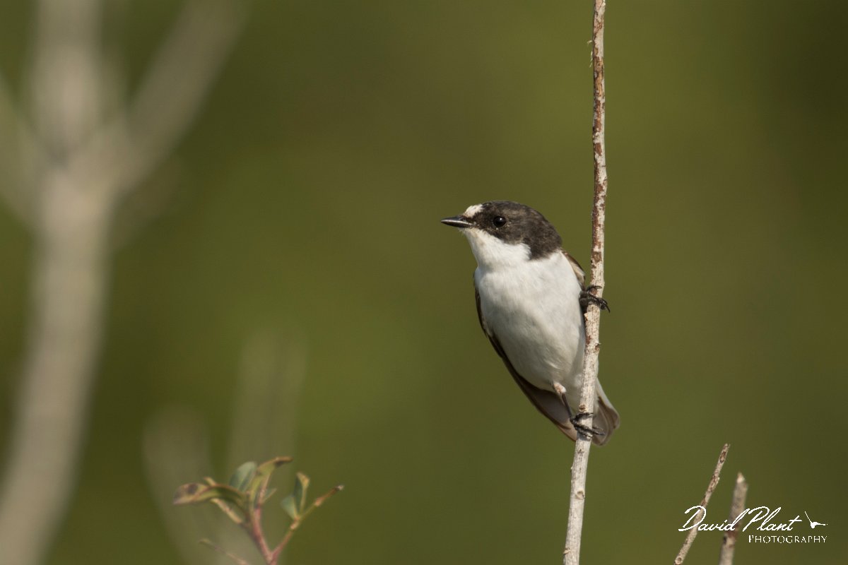 DPPhotography - Cyprus - Pied flycatcher - G.jpg - Pied flycatcher - Cape Greco