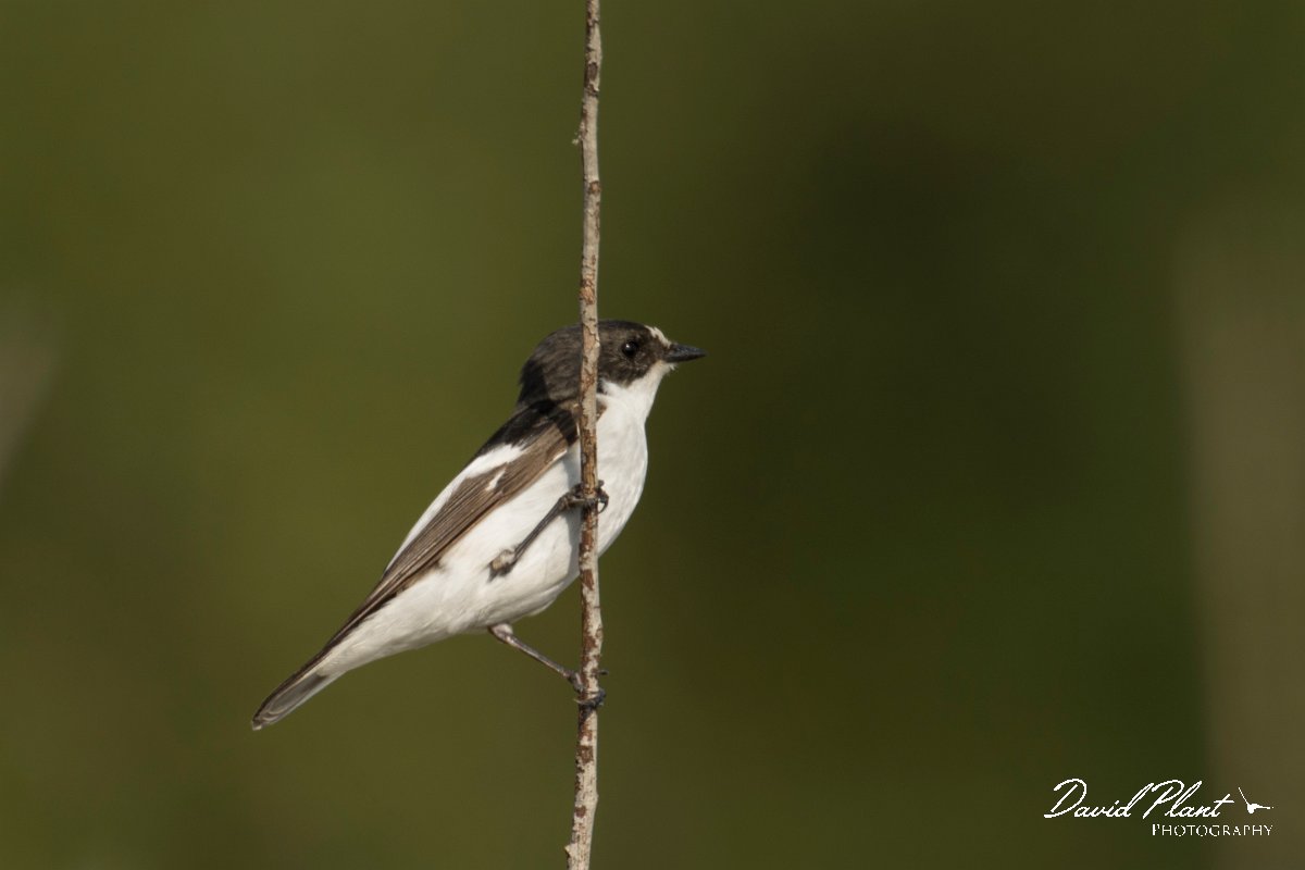 DPPhotography - Cyprus - Pied flycatcher - H.jpg - Pied flycatcher - Cape Greco