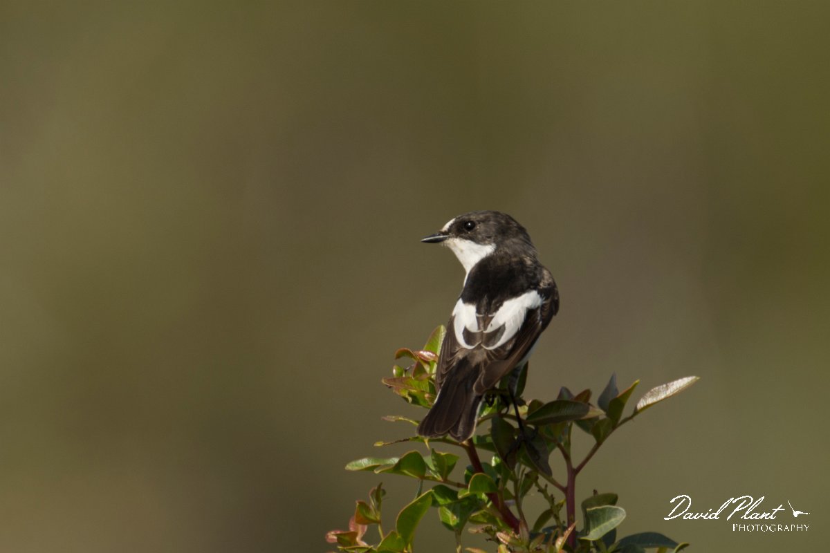DPPhotography - Cyprus - Pied flycatcher - I.jpg - Pied flycatcher - Cape Greco